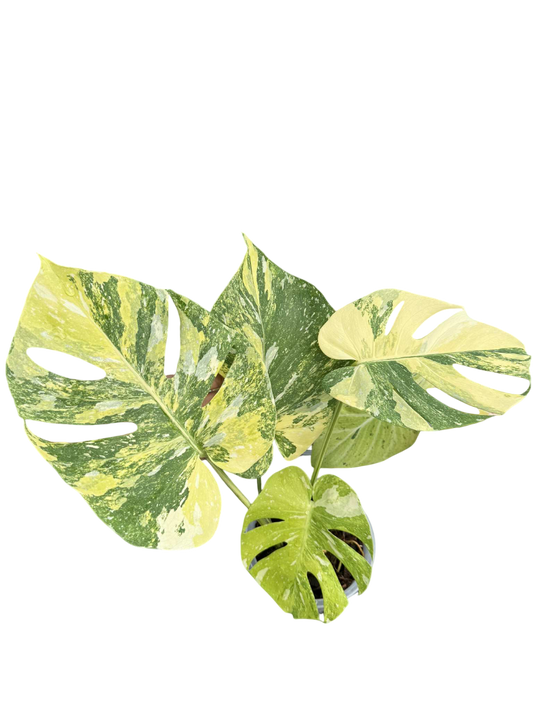 Monstera deliciosa miracle tricolor.(rare plant)