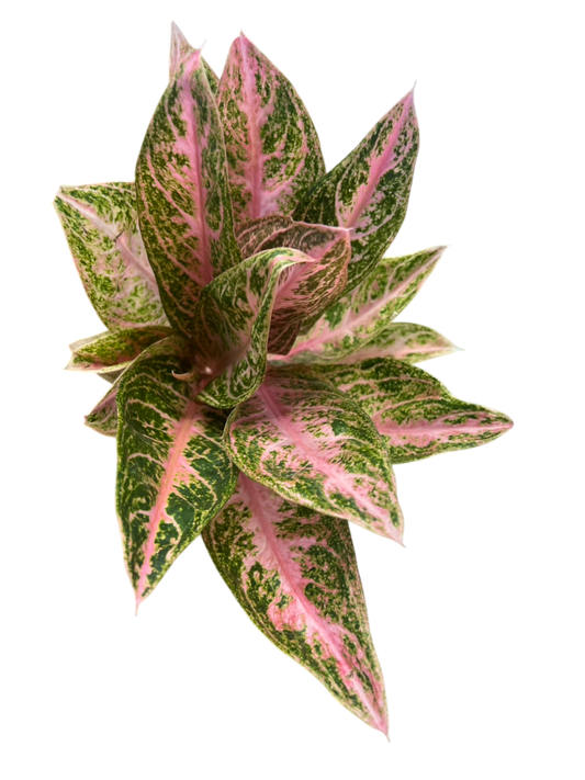 Aglaonema paulina -Set of 10 plants