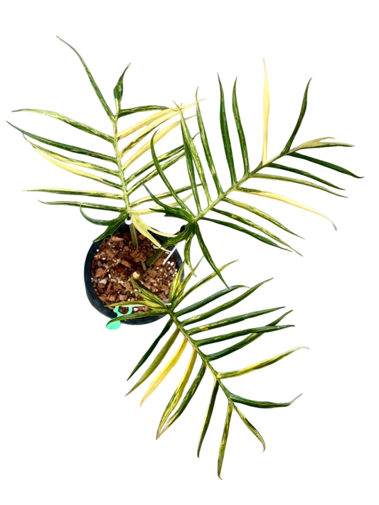 Philodendron Tortum Variegated