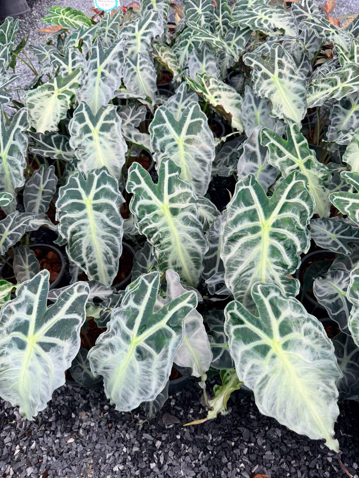Alocasia “Venom” Big size Wholesale Set of 10 Plants