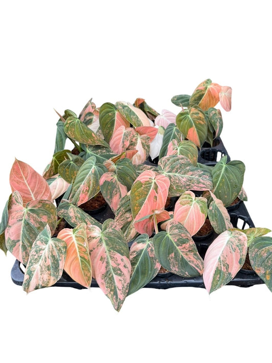 Philodendron Melanochrysum Pink Variegated