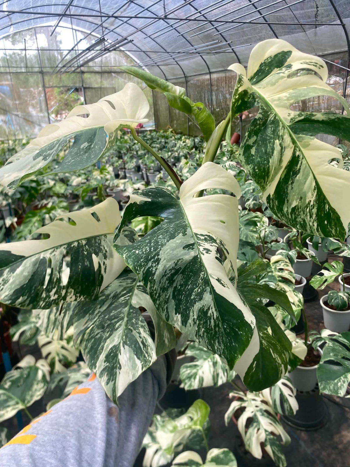 Monstera borsigiana ‘Albo Tiger’ Variegated – Set of 10 Plants