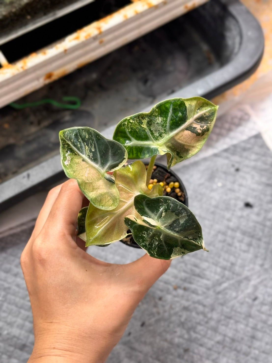 Alocasia Heart Balloon Pink Variegated (Set of 5)