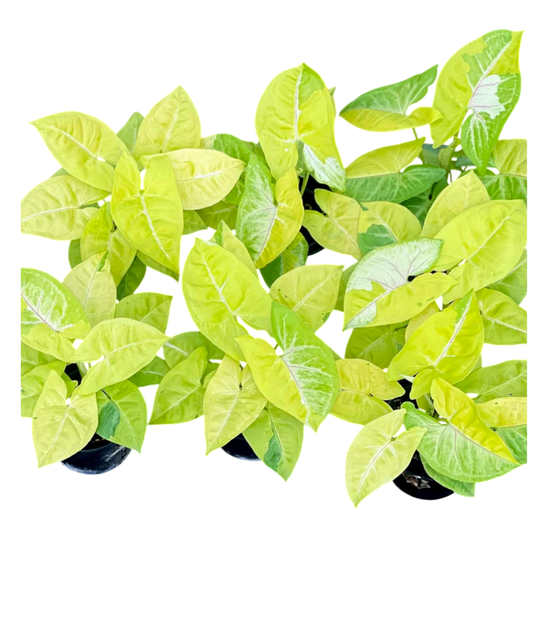 Syngonium lemon lime (Set of 3 plants )