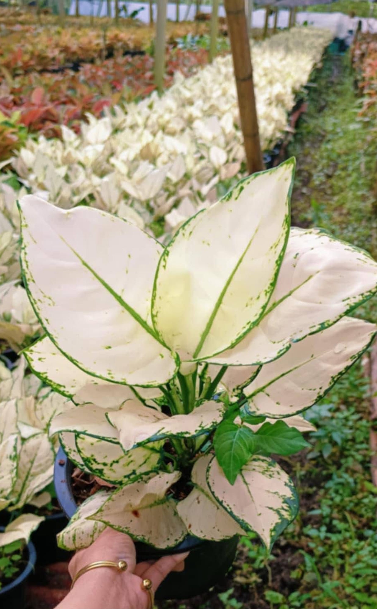 Aglaonema “Super white” - Set of 10 Plants