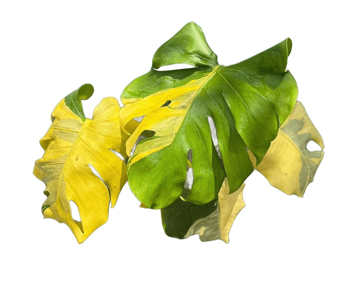 Monstera yellow lava (Rare monstera)