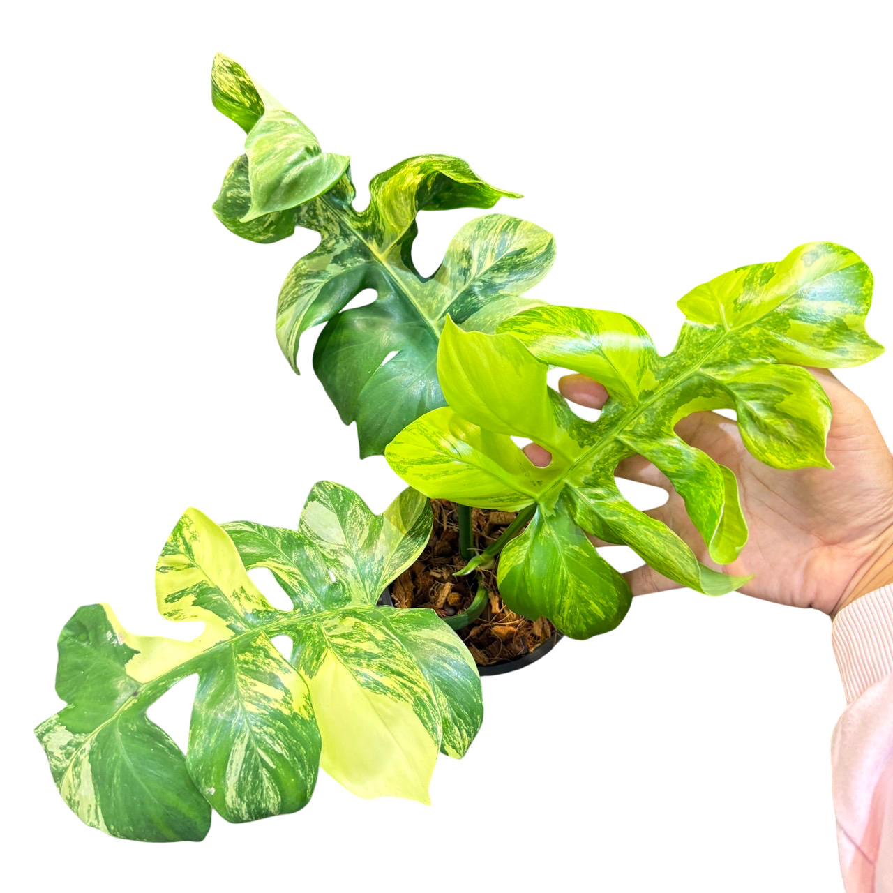 phellodendron distantilobum variegated