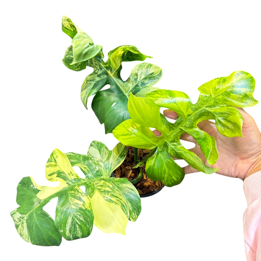 phellodendron distantilobum variegated