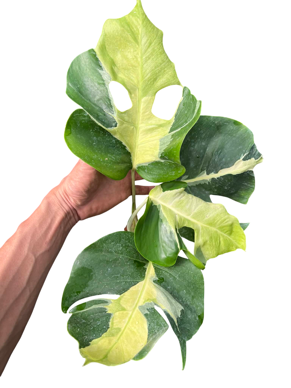 Monstera Deliciosa “White Lava” Variegated 4 leaves