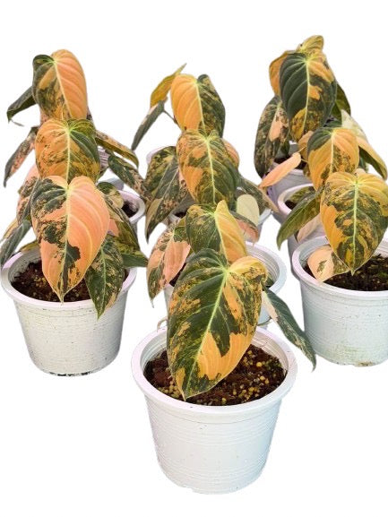 Philodendron Melanochrysum Pink Variegated