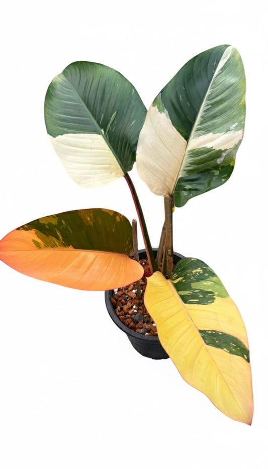 Philodendron Red Congo Variegated
