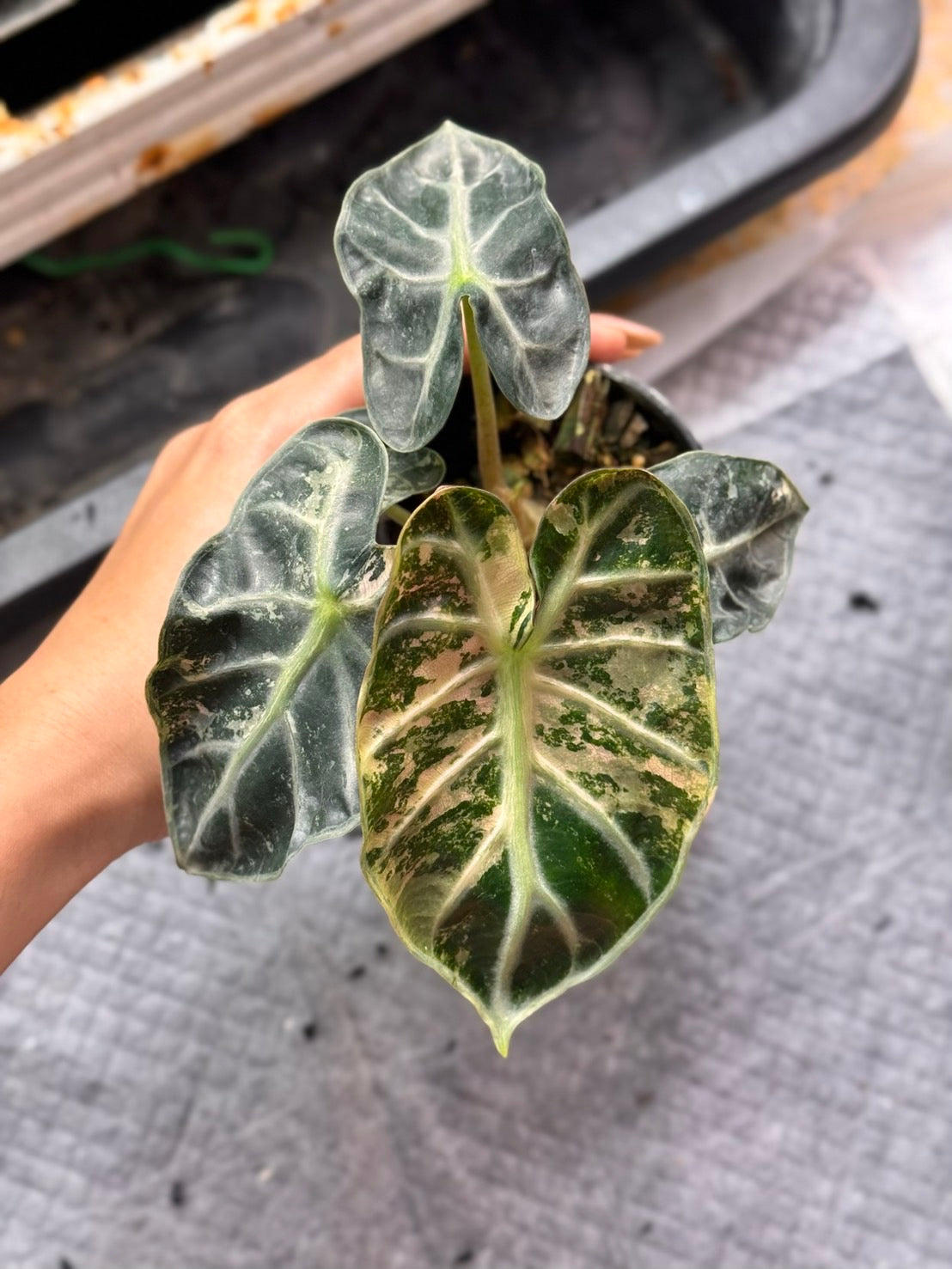 Alocasia Heart Balloon Pink Variegated (Set of 5)