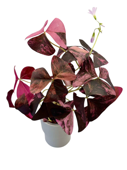 Oxalis Triangularis Variegated