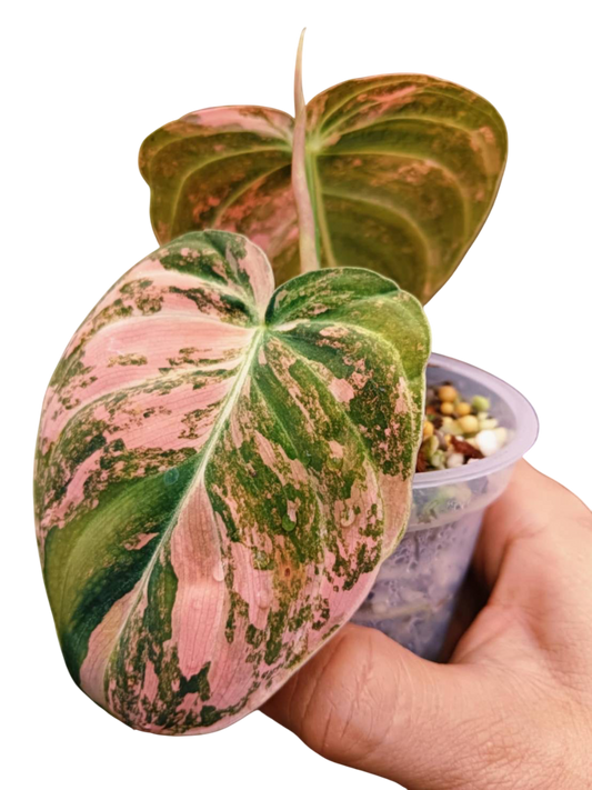 Philodendron Melanochrysum Variegated 2-3leaves