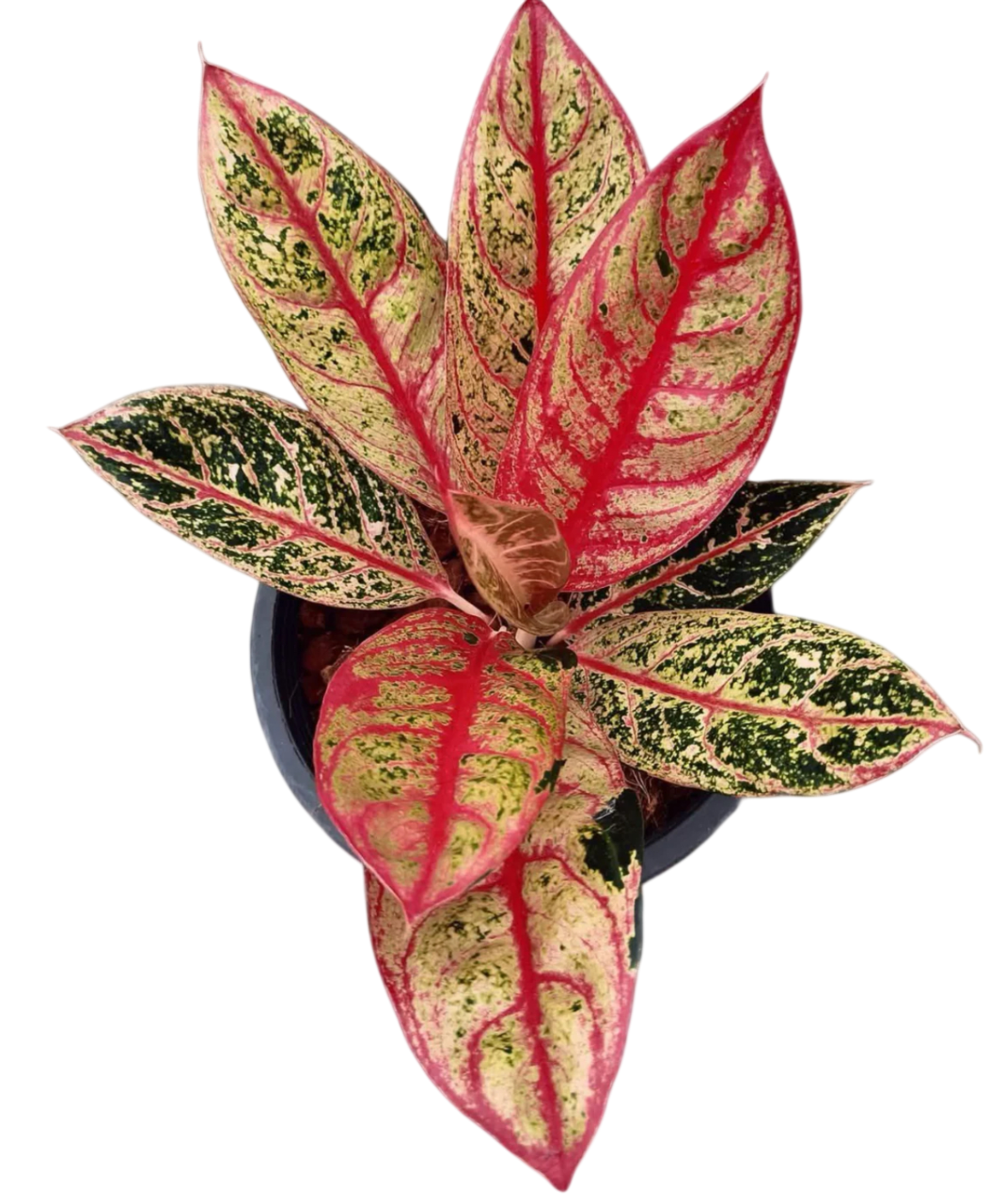 Aglaonema “Diana” Wholesale Set of 10 Plants