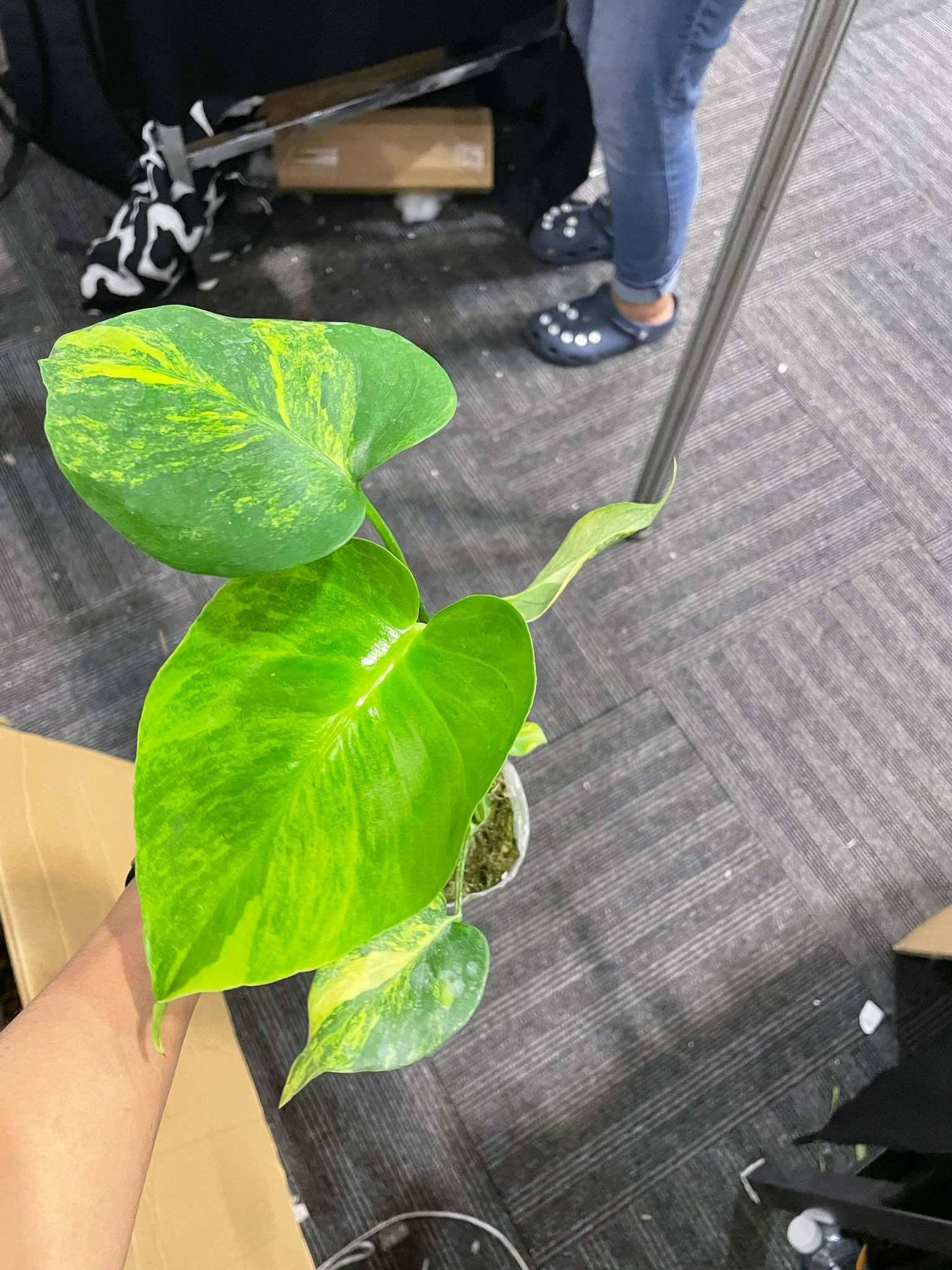 Monstera marilyn var. set 10 plants