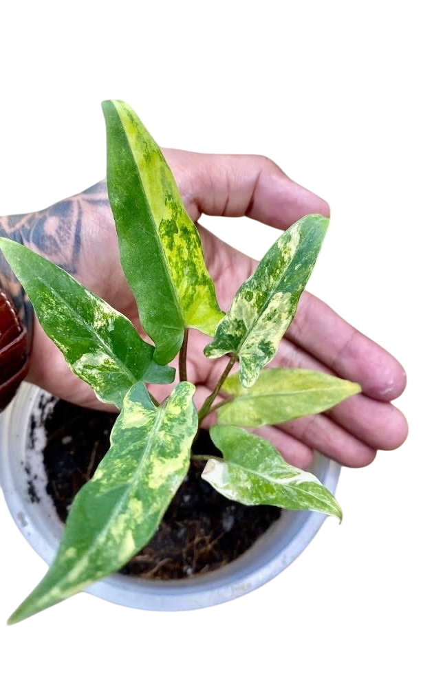 Alocasia Lauterbachiana “Aurea” Variegated