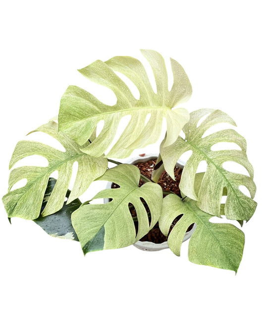 Monstera Deliciosa x Borsigeana Full Mint