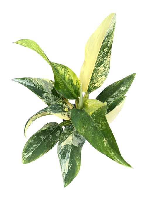 Philodendron Matianum variegated