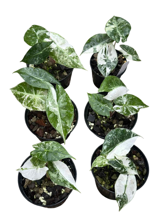 Alocasia pink dragon albo . Set of 5 plants