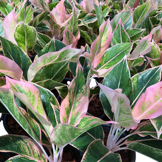 Aglonema “ploy chompu” Set of 10 plants