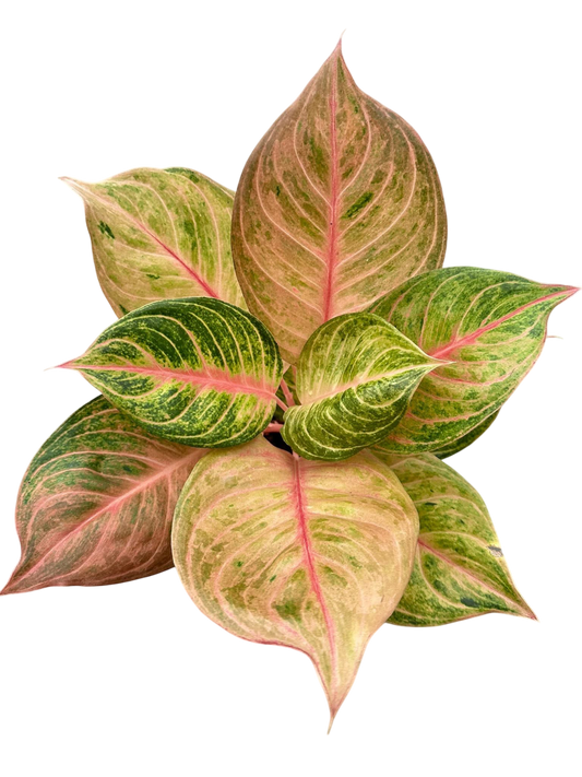 Aglaonema “Moonlight” (Moonlight Aglaonema) Wholesale Set of 10 Plants