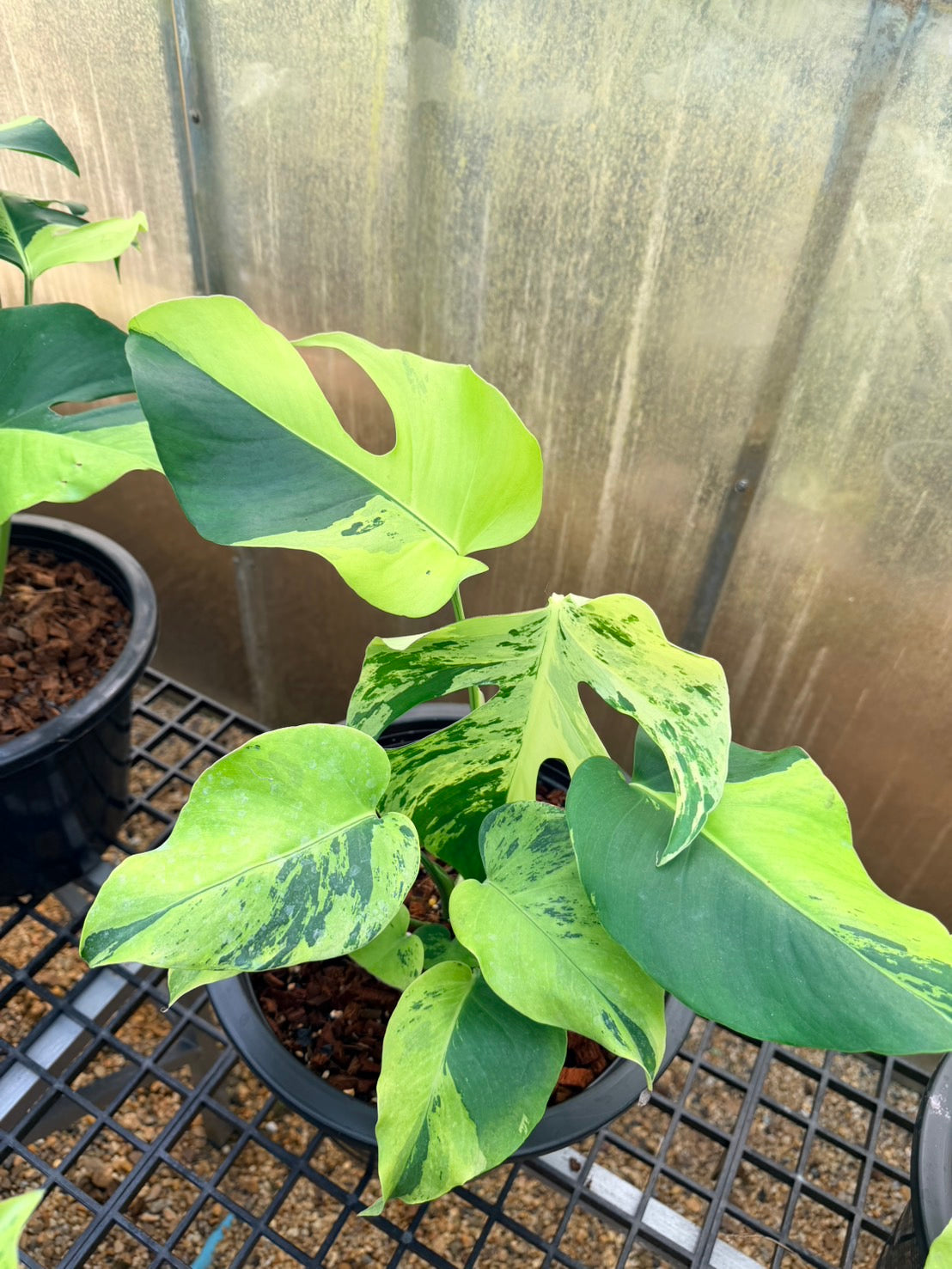 Monstera Deliciosa “Light Lime”
