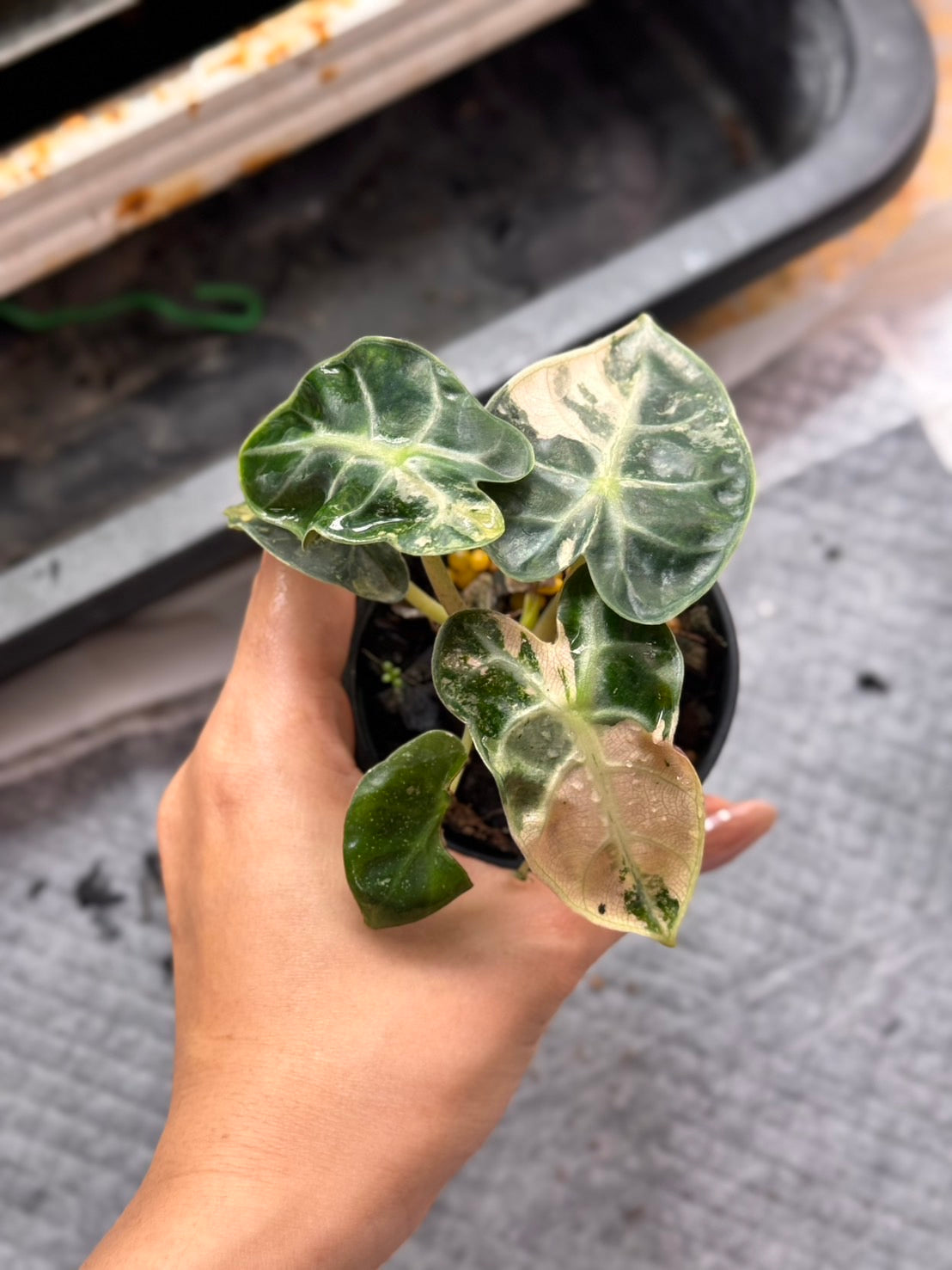 Alocasia Heart Balloon Pink Variegated (Set of 5)