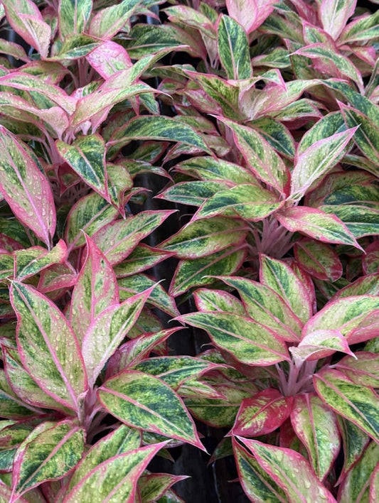 Aglaonema Orange Aurora .Set of 10 plants