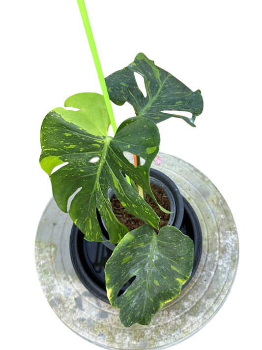 Monstera Thungkeema variegated