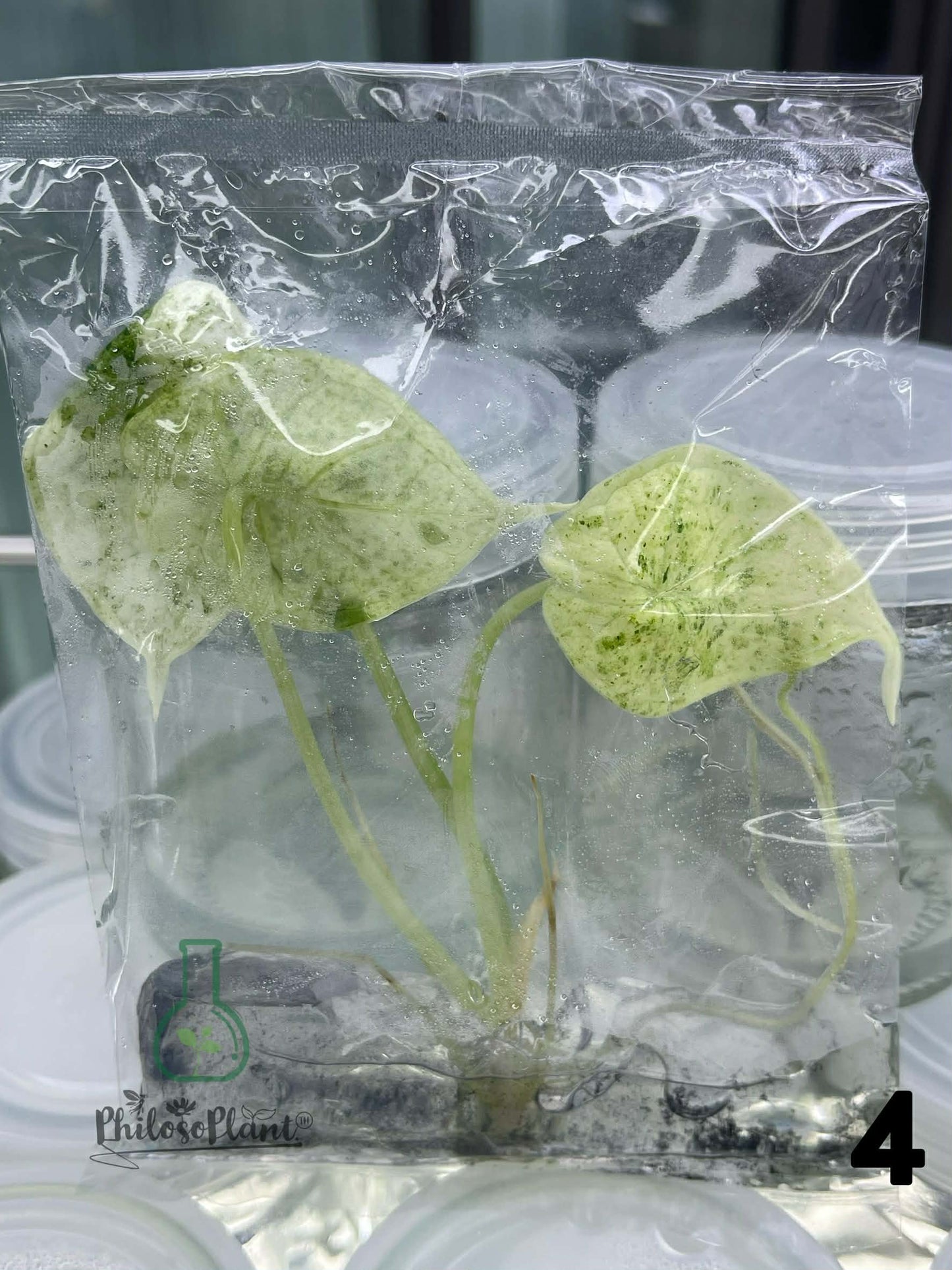 Alocasia Dragon Scale Mint – Tissue Culture (Set of 30)