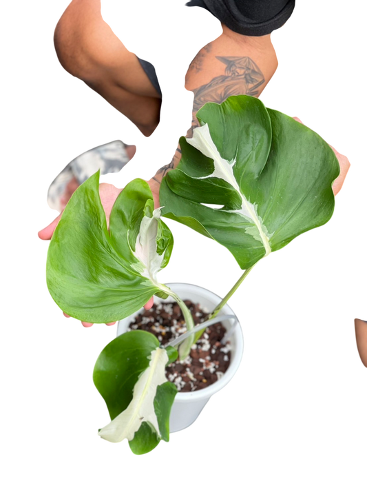 Monstera Deliciosa “White Lava” Variegated