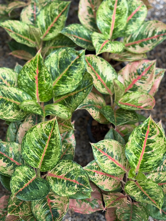 Aglaonema Pink Godzilla.Set of 10 plants