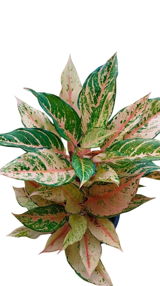Bundle of 5 Plants Aglaonema “Lucky”