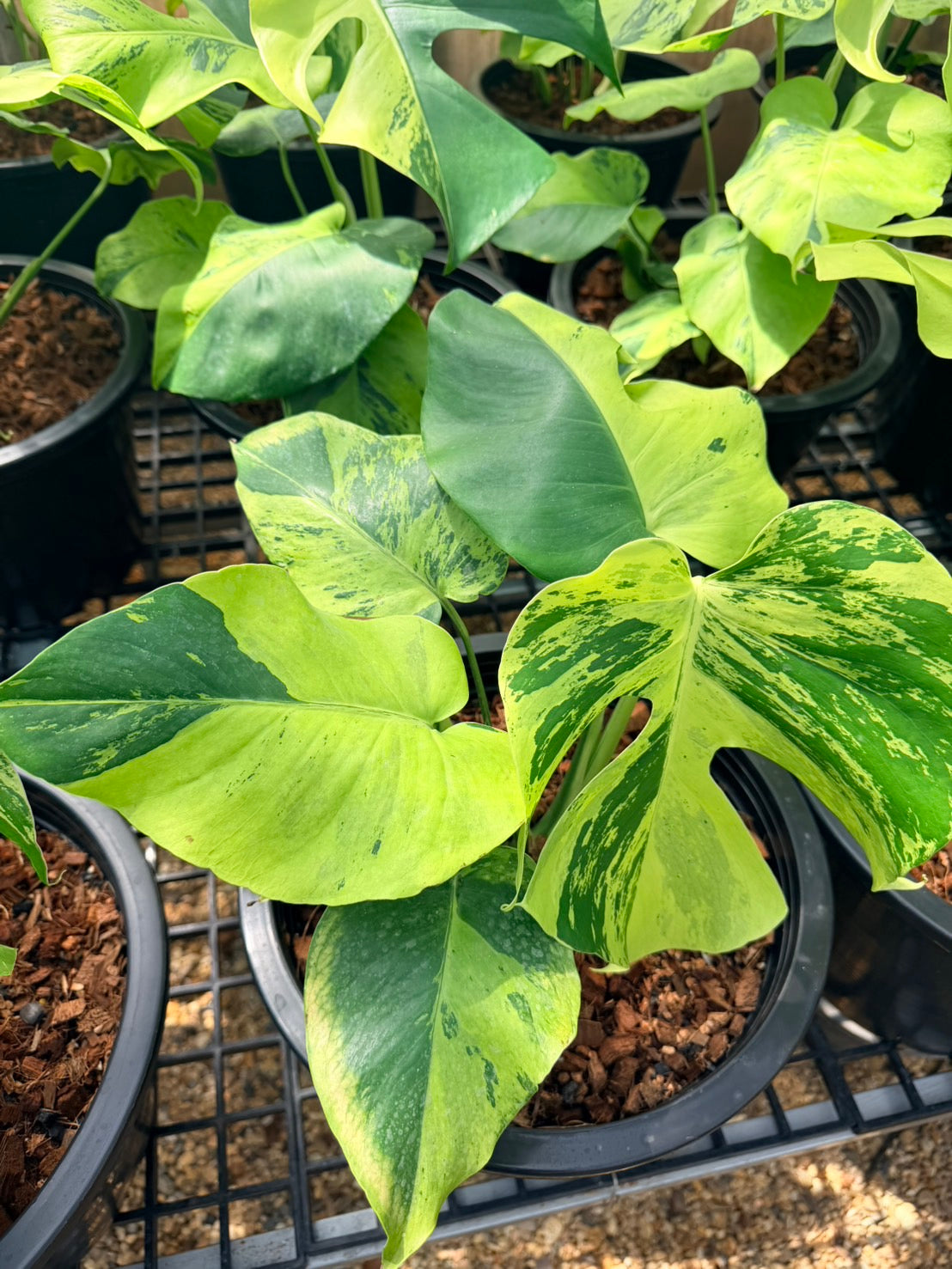 Monstera Deliciosa “Light Lime”