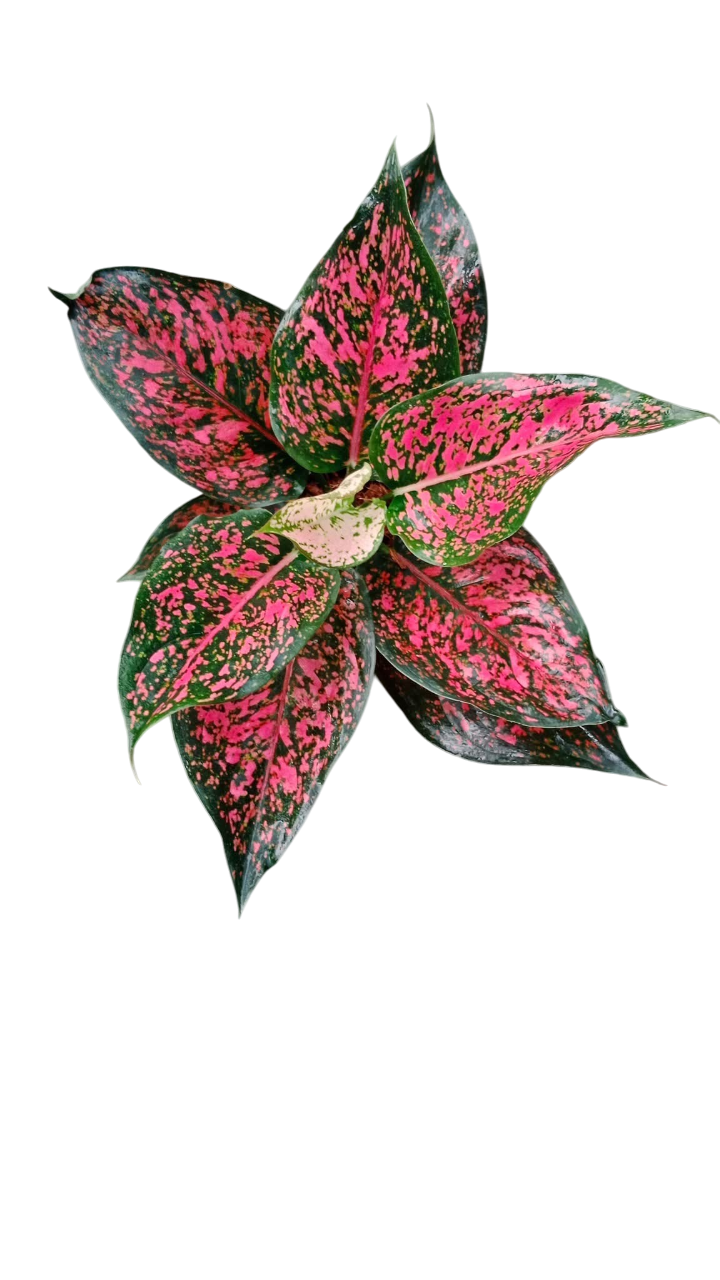 Aglaonema “Kam Koon Pink” – Wholesale Set of 10 Plants