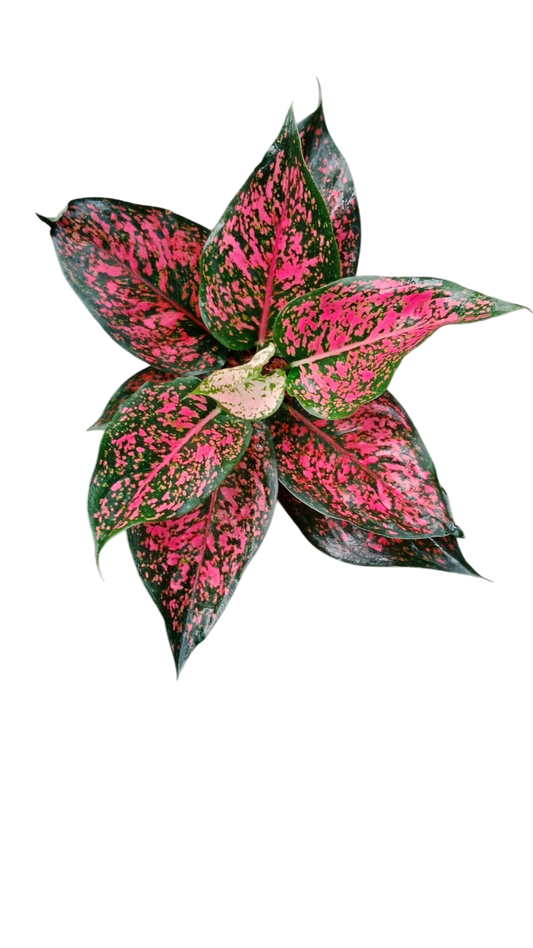 Aglaonema “Kam Koon Pink” – Wholesale Set of 10 Plants