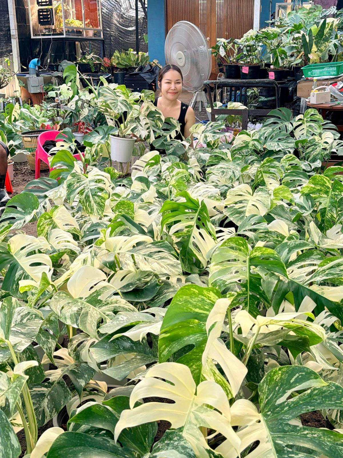 Monstera borsigiana ‘Albo Tiger’ Variegated – Set of 10 Plants