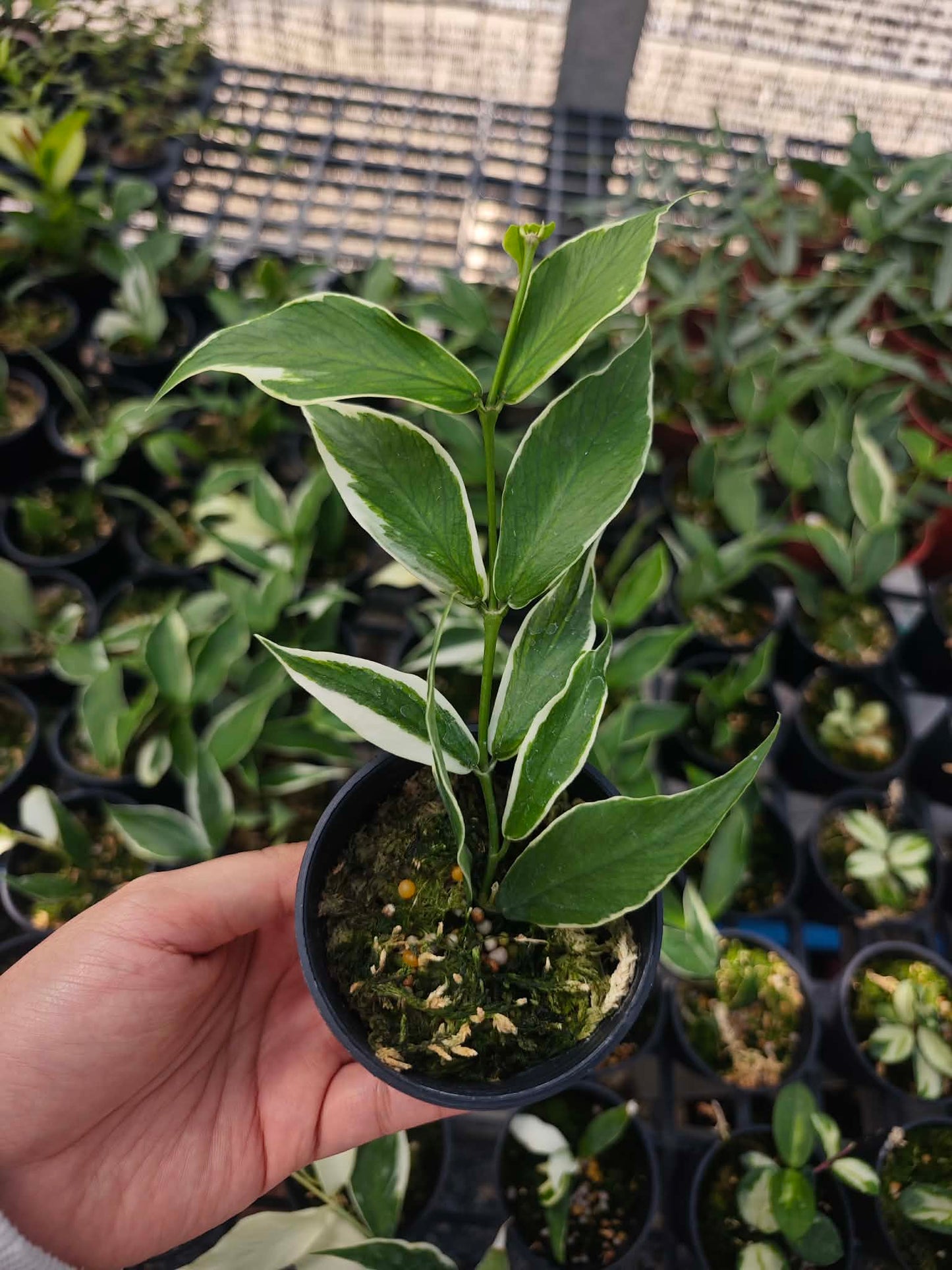 Hoya Polyneura Outer Variegated. Set  of 10 plants