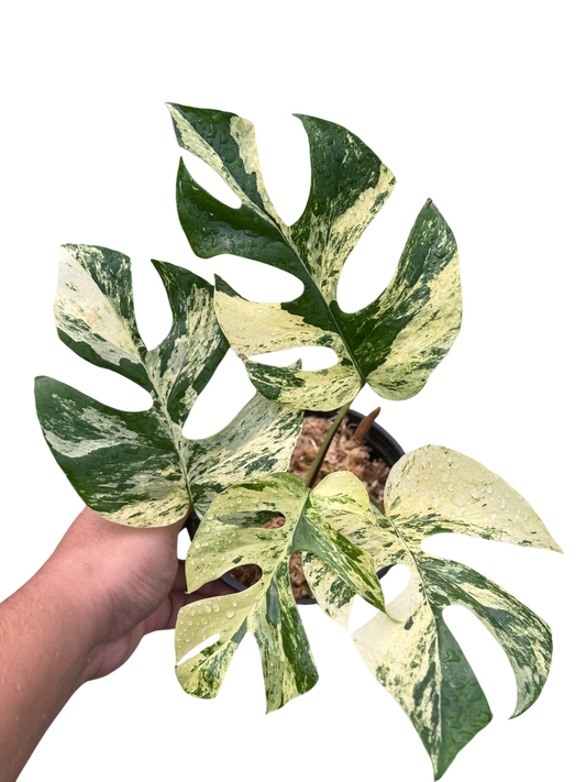 Rhaphidophora Tetrasperma “Migma