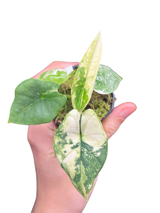 Alocasia Bisma (Platinum) Variegated