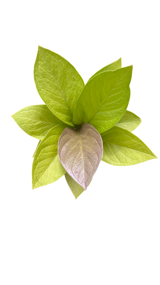 Aglaonema king of king