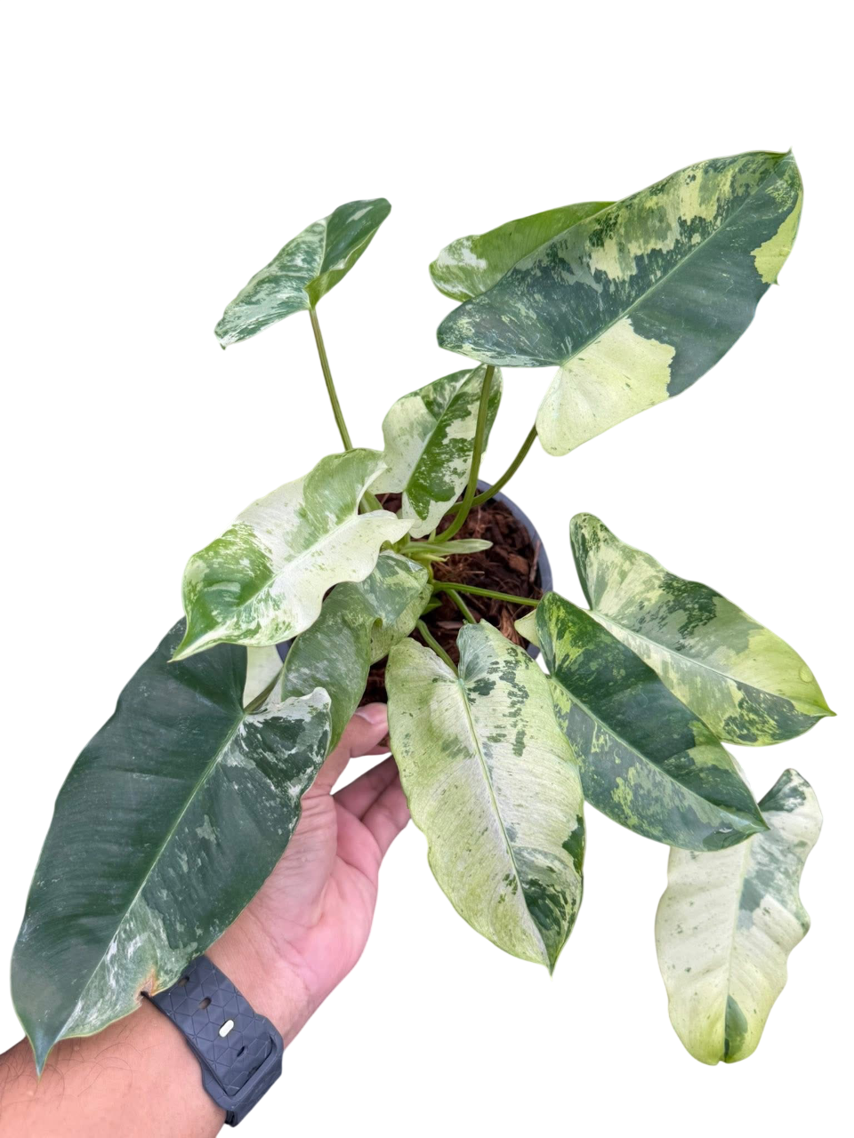 Philodendron Burlemarx snow white