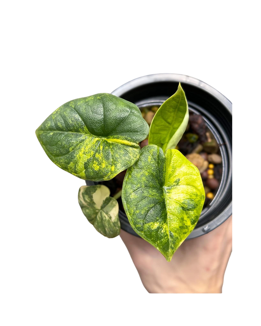 Alocasia Melo Aurea Variegated