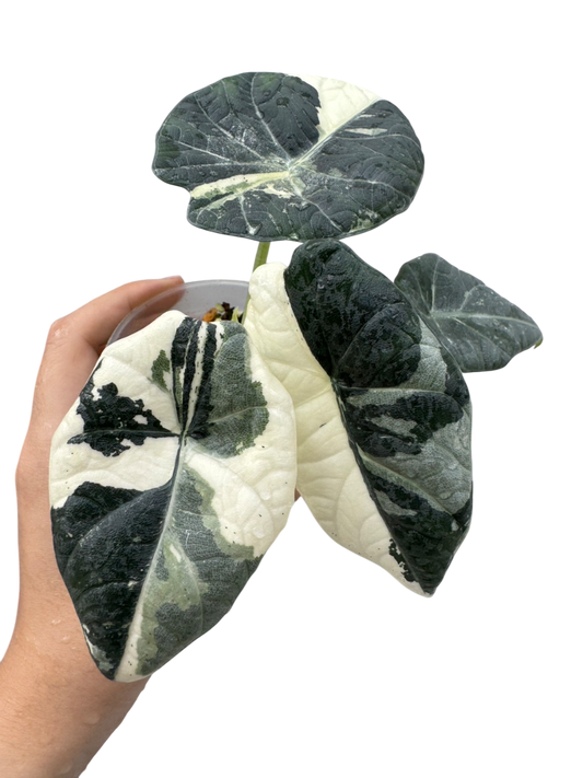 Alocasia Maharani Albo