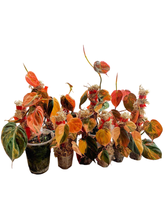 Philodendron Micans Pink Variegated Set of 5 Plants