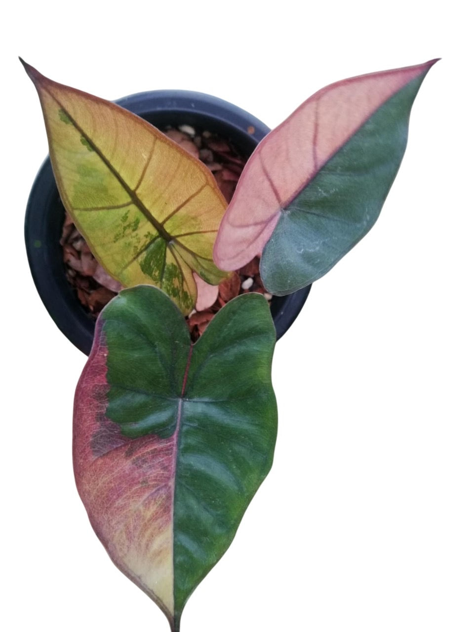 Alocasia  plumbea nigra pink var.