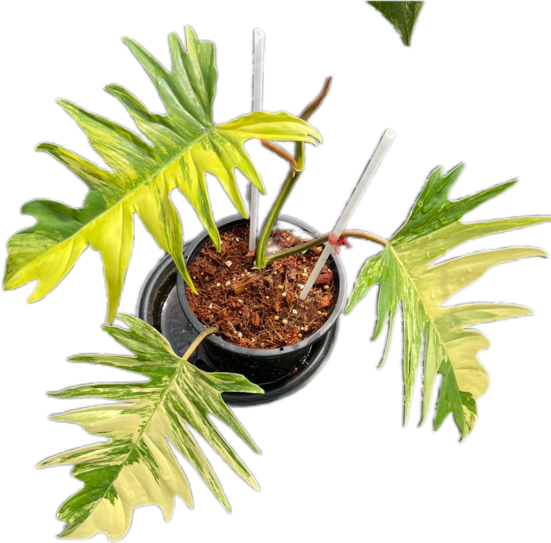 Philodendron “Florida Beauty x Tortum “ Hybrid – Lucky Plants Thailand