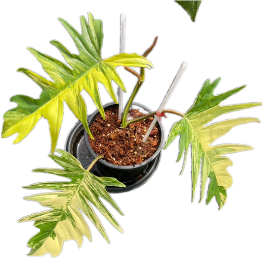 Philodendron “Florida Beauty x Tortum “ Hybrid