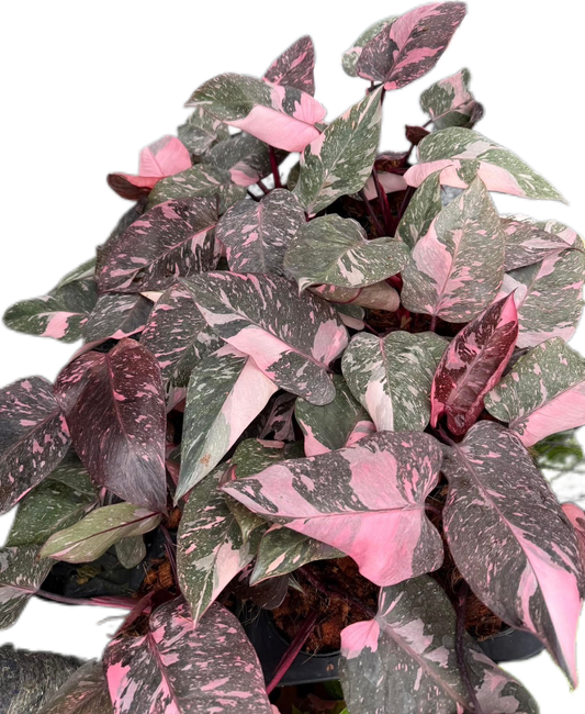 Philodendron Pink Princess Galaxy – Set of 10 Plants